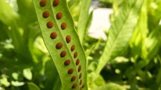 Propagating Ferns from Spores – Family Plot [upl. by Stanislaw602]