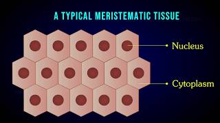 MERISTEMATIC TISSUE  Characteristic  Apical  Intercalary  Lateral meristem [upl. by Tsyhtema]