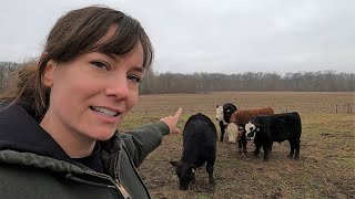 Small Scale Cattle Farm Tour  Raising Beef on ONE Acre [upl. by Jaddo256]