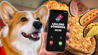 CORGI WANTS A SPECIAL PIZZA FROM DOMINOS  Hammy amp Olivia Compilation [upl. by Keele]