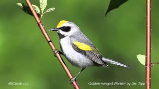 Goldenwinged Warbler Song [upl. by Abramo752]