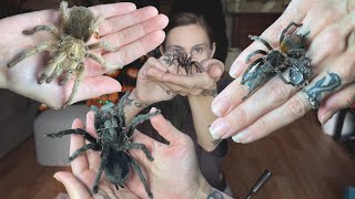 HOLDING my TARANTULAS How to AND how NOT to [upl. by Anesor185]