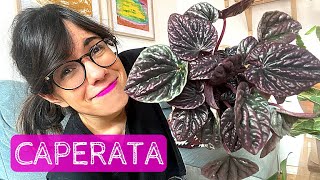 PEPEROMIA PLANT CARE  How to care for peperomia caperata [upl. by Sorenson]