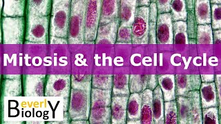 Mitosis amp the Cell Cycle updated [upl. by Brodie918]