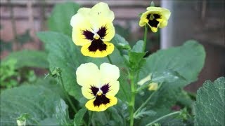 How to Grow Pansies from Seed [upl. by Eadie]