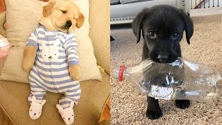 Şirin Yavru Köpek VideolarıKomik ve EğlenceliBaby DogsCute and Funny Dog Videos Compilation9 [upl. by Honora202]