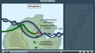 Transcription Animation [upl. by Anivram]