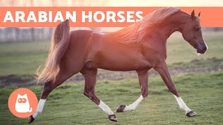 Arabian Horse  Origin Characteristics and Temperament [upl. by Kessiah]