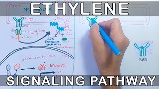 Ethylene Signalling Pathway [upl. by Hanny]