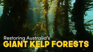 Cayne Layton  Restoring Australias giant kelp forests [upl. by Lole611]