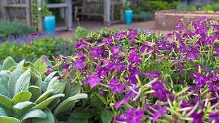 Therapeutic Horticulture at the Missouri Botanical Garden [upl. by Donahoe297]