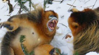 Snow Monkey Families In Battle  Seven Worlds One Planet  BBC Earth [upl. by Halsted]