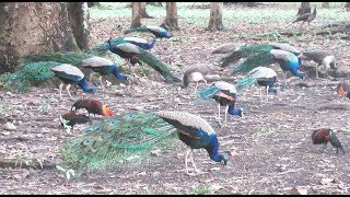 Manas National Park [upl. by Lambrecht]