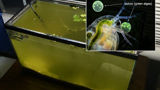 Raising Daphnia for the Freshwater Aquarium [upl. by Novyat]