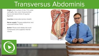 Transversus Abdominis – Anatomy  Lecturio [upl. by Tamis]