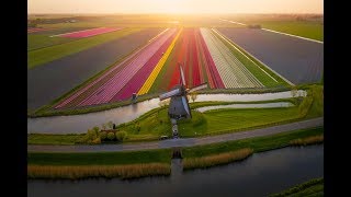 Tulips in The Netherlands 4k [upl. by Atiran]