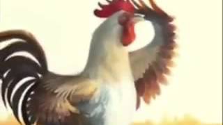 Quando un Gallo ti sveglia [upl. by Nesnaj72]