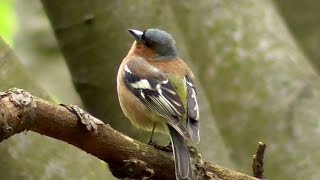 Closeup of chaffinch singing  Buchfink singend  Pinson  Fringilla coelebs [upl. by Alfonso862]