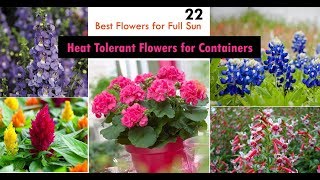 22 Best Heat Tolerant Flowers for Full Sun [upl. by Akinnej]