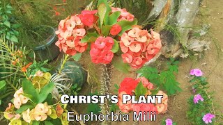 Ornamental Plants In The Philippines With Names Including Scientific Name [upl. by Hillari]