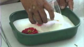 How to Use Silica Gel to Dry Flowers [upl. by Dorcas]