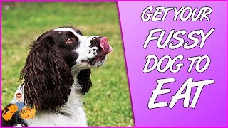 How to Get a Fussy Dog to Eat top tips for picky dogs [upl. by Salokin]