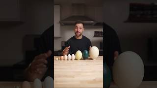 I Cooked the World’s CRAZIEST Eggs [upl. by Greenes932]