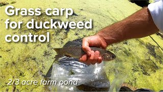 Grass carp for duckweed control [upl. by Issej]