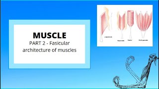 Ultrasound Guided Femoral and Lateral femoral cut nerve workshop [upl. by Lovell]