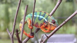 Real Chameleon Color change [upl. by Ocko]