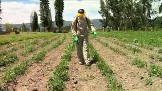 Pesticidewise spot spraying herbicides [upl. by Eerb]