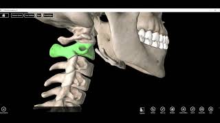 Atlas C1 and Axis C2 Vertebrae [upl. by Annasoh449]