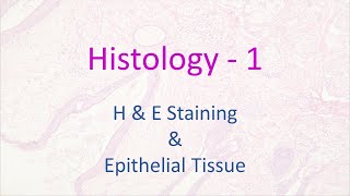 Histology  1  HampE Staining and Epithelial Tissue [upl. by Elga999]