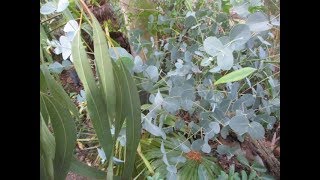 How amp When to Cut Eucalyptus trees for juvenile foliage [upl. by Settle]