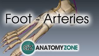 Foot Arteries  3D Anatomy Tutorial [upl. by Ahsie500]