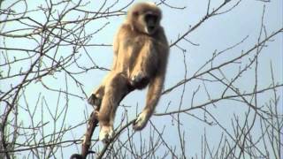 Lar Gibbon Singing at Paignton Zoo Devon UK [upl. by Rozelle]