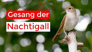 abendlicher Gesang der Nachtigall  VLOG [upl. by Edrock]