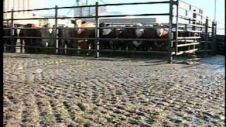 Humane Handling of Livestock and Poultry English [upl. by Juli228]