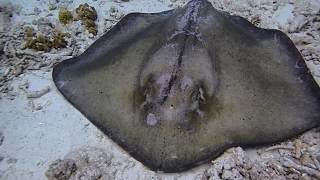 Facts The Southern Stingray [upl. by Nee]