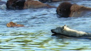 Determined Wolf Catches Young Calf  BBC Earth [upl. by Dukey]