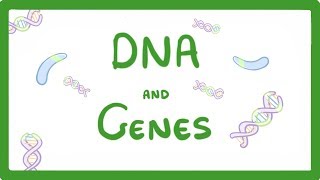 GCSE Biology  DNA Part 1  Genes and the Genome 63 [upl. by Tiler617]