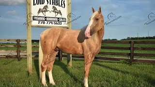 Palomino Horse For Sale [upl. by Oby]