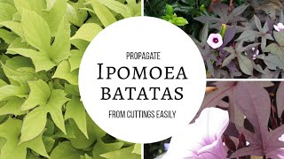 Ipomoea Batatas Easy propagation root cuttings within one week [upl. by Saltsman532]