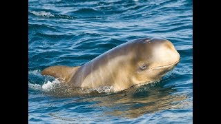 11 ESPÉCIES DIFERENTES DE GOLFINHOS Animais que você nunca viu RECORDES SELVAGENS 1 [upl. by Henryetta]