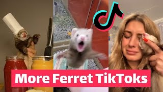 FERRETS Taking Over TikTok  FUNNIEST Trending [upl. by Edmund]