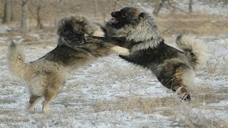 Caucasian Shepherd Dog vs Wolf Documentary in HD [upl. by Ilek]