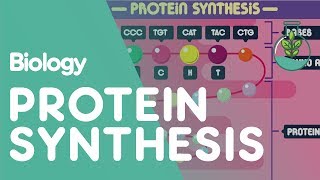 Protein Synthesis  Cells  Biology  FuseSchool [upl. by Amerd]