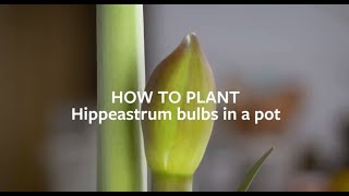 How to plant Hippeastrum Amaryllis bulbs indoors  Grow at Home  Royal Horticultural Society [upl. by Jannel]