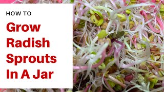 How To Grow Radish Sprouts In A Jar Just 5 Days [upl. by Oeak]