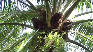 Malaysian Palm Oil  From Tree to Table Part 1 [upl. by Eltsyrk]